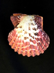 油畫海扇蛤 (Cryptopecten pallium)