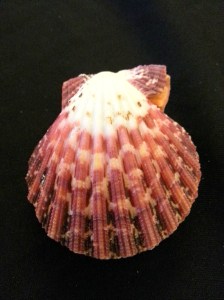 油畫海扇蛤 (Cryptopecten pallium)