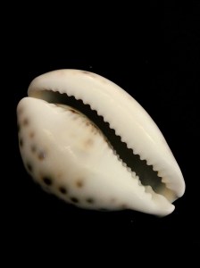 黑星寶螺  (Cypraea tigris)