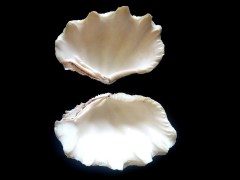 長硨磲蛤 (Tridacna Maxima)