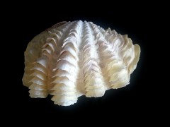 長硨磲蛤 (Tridacna Maxima)