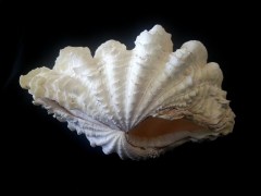 長硨磲蛤 (Tridacna Maxima)