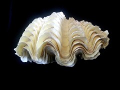 長硨磲蛤 (Tridacna Maxima)