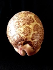 地圖寶螺 (Cypraea mappa)