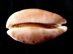 地圖寶螺 (Cypraea mappa)