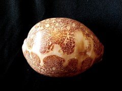 地圖寶螺 (Cypraea mappa)