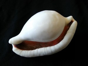 海兔螺 (Ovula ovum)