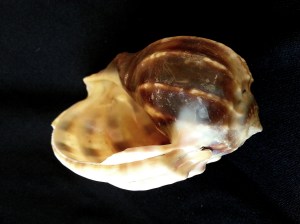 大衞楊桃螺 (Harpa davidis)