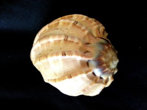 大衞楊桃螺 (Harpa davidis)