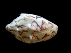 蝙蝠渦螺 (Cymbiola vespertilio)