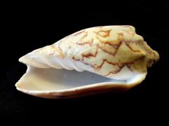 蝙蝠渦螺 (Cymbiola vespertilio)