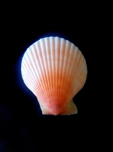 海扇蛤科 (Pectinidae)