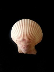 海扇蛤科 (Pectinidae)