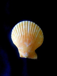 海扇蛤科 (Pectinidae)