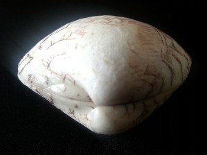 象形字文蛤 Lioconcha hieroglyphica