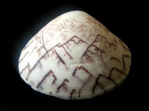 象形字文蛤 Lioconcha hieroglyphica