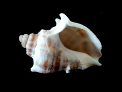 皇冠黑香螺 (Melongena corona)