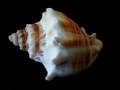 皇冠黑香螺 (Melongena corona)