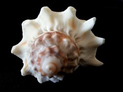 皇冠黑香螺 (Melongena corona)