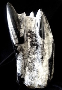 直角貝化石 | JCR Collections