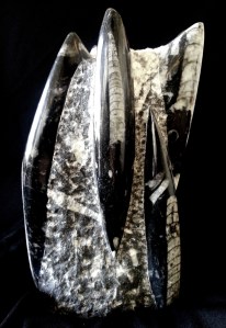 直角貝化石 | JCR Collections