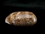百眼寶螺 Cypraea argus