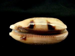 百眼寶螺 Cypraea argus