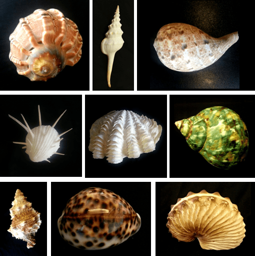 Seashell Collection