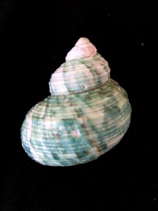 銀口蠑螺 (Turbo argyrostomus)