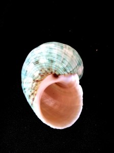 銀口蠑螺 (Turbo argyrostomus)