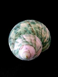 銀口蠑螺 (Turbo argyrostomus)