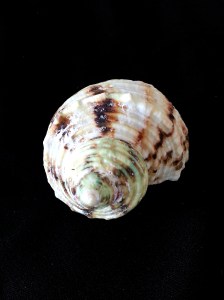 金口蠑螺 (Turbo chrysostomus)
