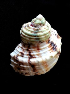 金口蠑螺 (Turbo chrysostomus)