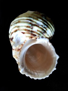 金口蠑螺 (Turbo chrysostomus)