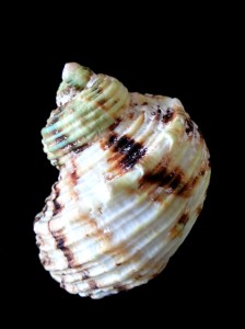 金口蠑螺 (Turbo chrysostomus)