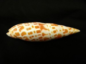 錦鯉筆螺 (Mitra Mitra)