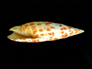 錦鯉筆螺 (Mitra Mitra)