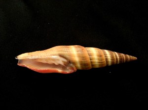 紅蛹筆螺 (Vexillum coccineum)