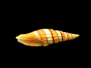 集美蛹筆螺 (Vexillum citrinum)