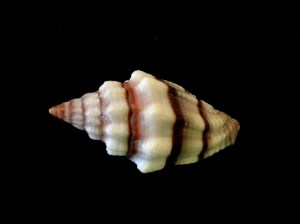 黑帶蛹筆螺 (Vexillum rugosum)