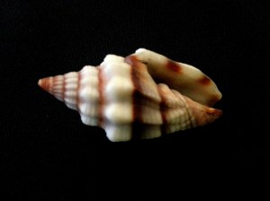 黑帶蛹筆螺 (Vexillum rugosum)