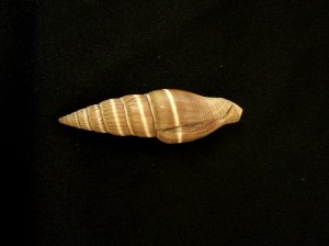 黑蛹筆螺 (Vexillum curviliratum)
