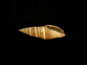 黑蛹筆螺 (Vexillum curviliratum)