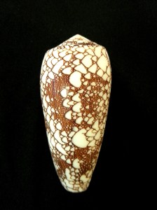 虎斑芋螺 (Conus canonicus)