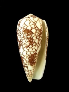 虎斑芋螺 (Conus canonicus)