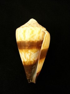 柳絲芋螺 (Conus miles)