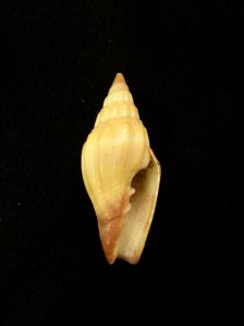 小狐狸蛹筆螺 Vexillum vulpecula