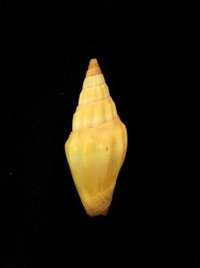 小狐狸蛹筆螺 Vexillum vulpecula