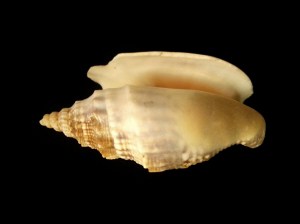 緋袖鳳凰螺 Strombus aurisdianae