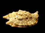 緋袖鳳凰螺 Strombus aurisdianae